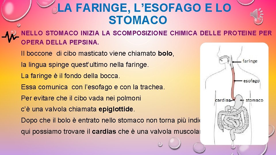 LA FARINGE, L’ESOFAGO E LO STOMACO NELLO STOMACO INIZIA LA SCOMPOSIZIONE CHIMICA DELLE PROTEINE