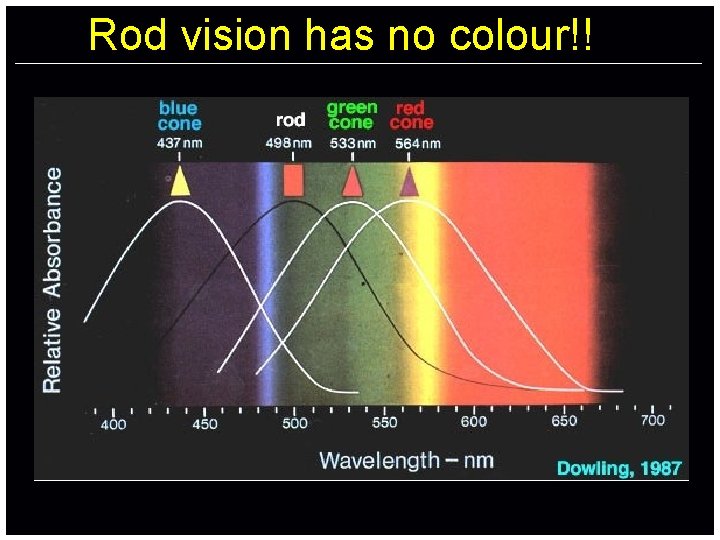 Rod vision has no colour!! 