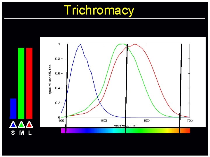 Trichromacy S M L 