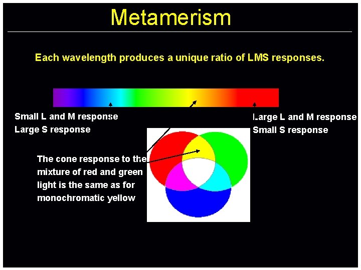 Metamerism Each wavelength produces a unique ratio of LMS responses. Small L and M