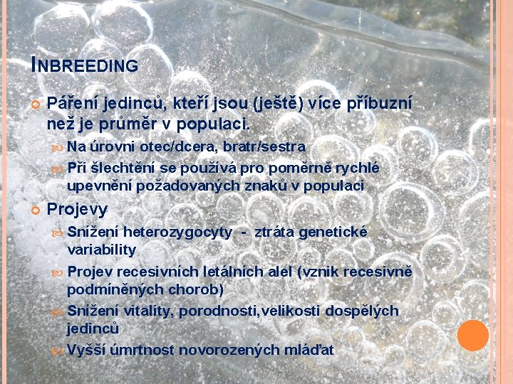 INBREEDING Páření jedinců, kteří jsou (ještě) více příbuzní než je průměr v populaci. Na