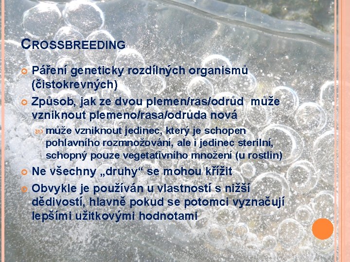 CROSSBREEDING Páření geneticky rozdílných organismů (čistokrevných) Způsob, jak ze dvou plemen/ras/odrůd může vzniknout plemeno/rasa/odrůda