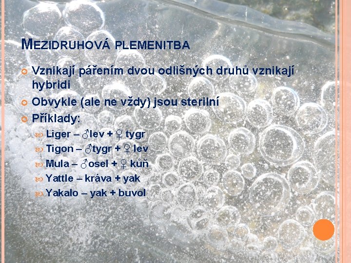 MEZIDRUHOVÁ PLEMENITBA Vznikají pářením dvou odlišných druhů vznikají hybridi Obvykle (ale ne vždy) jsou