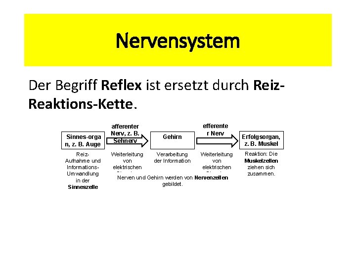 Nervensystem Der Begriff Reflex ist ersetzt durch Reiz. Reaktions-Kette. Sinnes orga n, z. B.