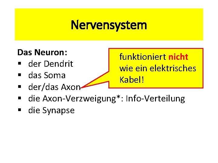 Nervensystem Das Neuron: funktioniert nicht § der Dendrit wie ein elektrisches § das Soma
