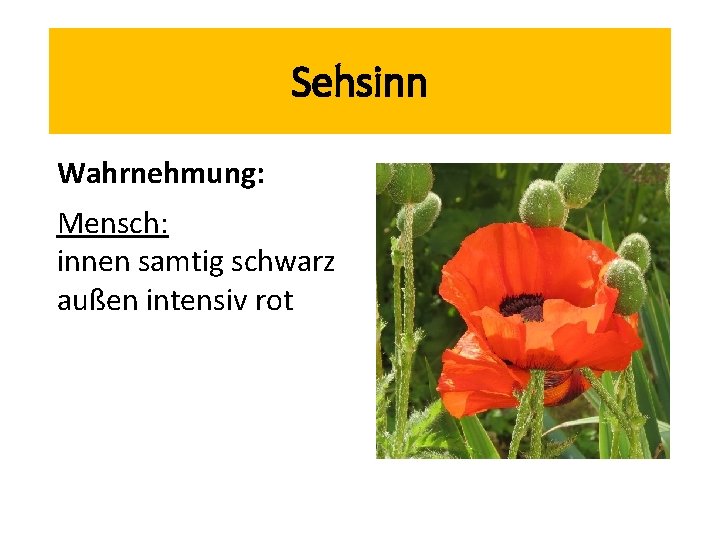 Sehsinn Wahrnehmung: Mensch: innen samtig schwarz außen intensiv rot 