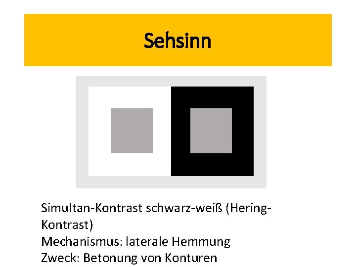 Sehsinn Simultan-Kontrast schwarz-weiß (Hering. Kontrast) Mechanismus: laterale Hemmung Zweck: Betonung von Konturen 