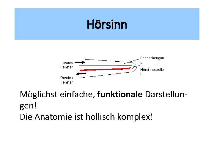 Hörsinn Ovales Fenster Schneckengan g Hörsinneszelle n Rundes Fenster Möglichst einfache, funktionale Darstellungen! Die