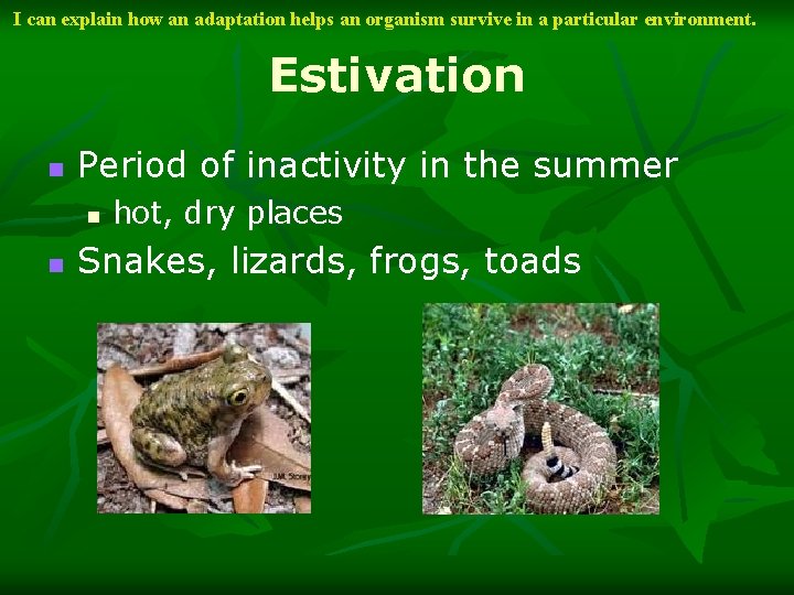 I can explain how an adaptation helps an organism survive in a particular environment.