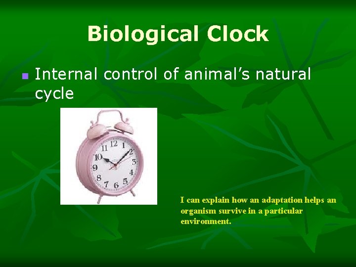 Biological Clock n Internal control of animal’s natural cycle I can explain how an