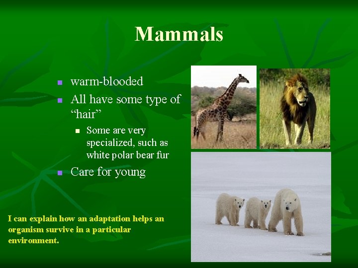 Mammals n n warm-blooded All have some type of “hair” n n Some are