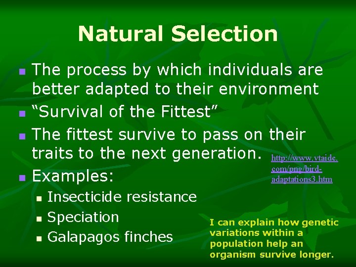 Natural Selection n n The process by which individuals are better adapted to their