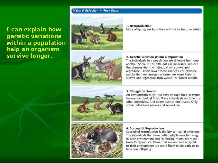 I can explain how genetic variations within a population help an organism survive longer.