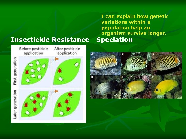 Insecticide Resistance I can explain how genetic variations within a population help an organism