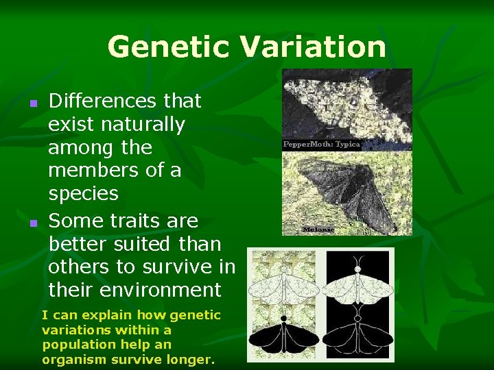 Genetic Variation n n Differences that exist naturally among the members of a species