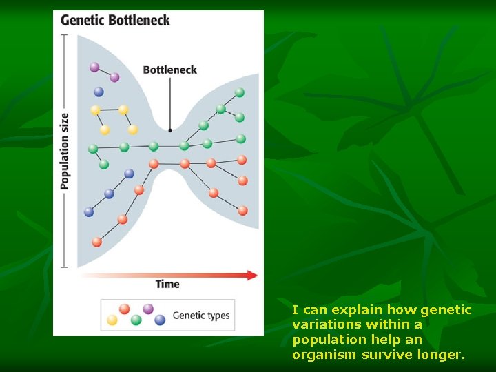 I can explain how genetic variations within a population help an organism survive longer.