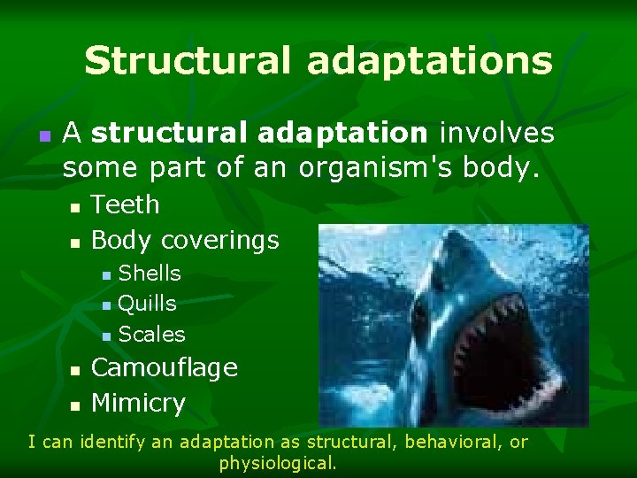 Structural adaptations n A structural adaptation involves some part of an organism's body. n