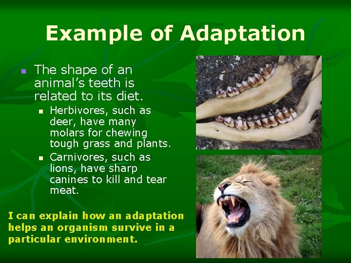 Example of Adaptation n The shape of an animal’s teeth is related to its