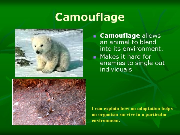 Camouflage n n Camouflage allows an animal to blend into its environment. Makes it