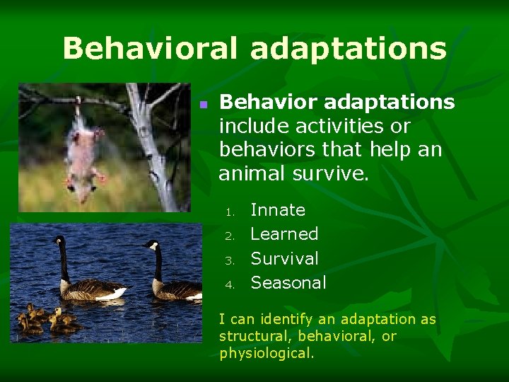 Behavioral adaptations n Behavior adaptations include activities or behaviors that help an animal survive.