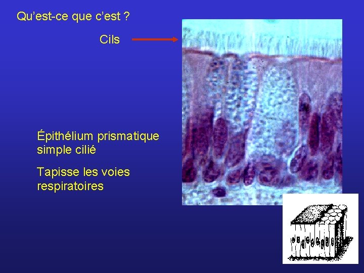 Qu’est-ce que c’est ? Cils Épithélium prismatique simple cilié Tapisse les voies respiratoires 