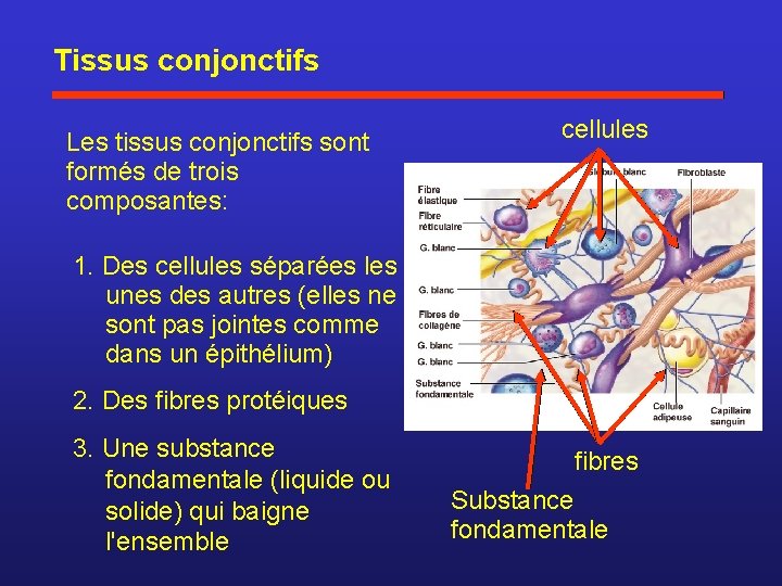 Tissus conjonctifs Les tissus conjonctifs sont formés de trois composantes: cellules 1. Des cellules