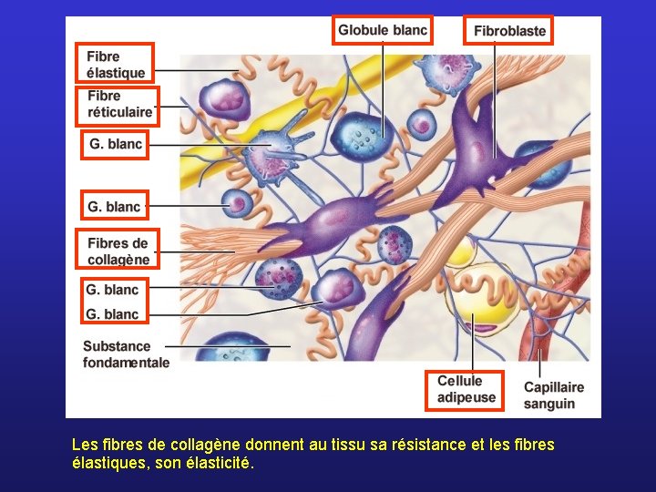 Les fibres de collagène donnent au tissu sa résistance et les fibres élastiques, son