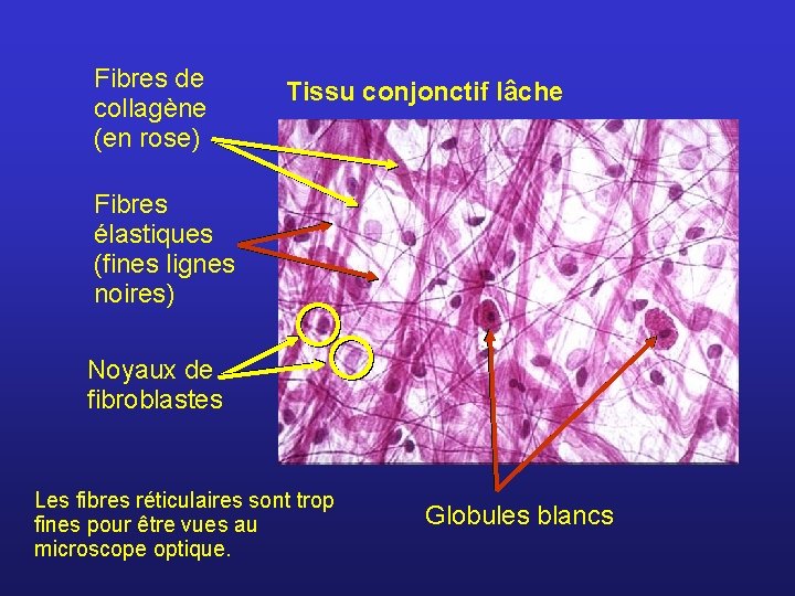 Fibres de collagène (en rose) Tissu conjonctif lâche Fibres élastiques (fines lignes noires) Noyaux