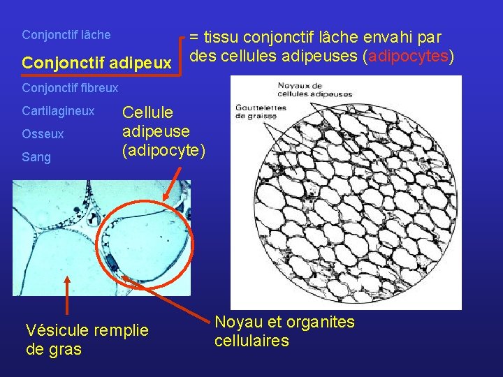 Conjonctif lâche Conjonctif adipeux = tissu conjonctif lâche envahi par des cellules adipeuses (adipocytes)