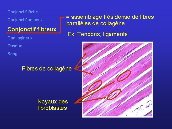 Conjonctif lâche Conjonctif adipeux Conjonctif fibreux Cartilagineux = assemblage très dense de fibres parallèles