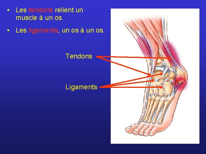  • Les tendons relient un muscle à un os. • Les ligaments, un