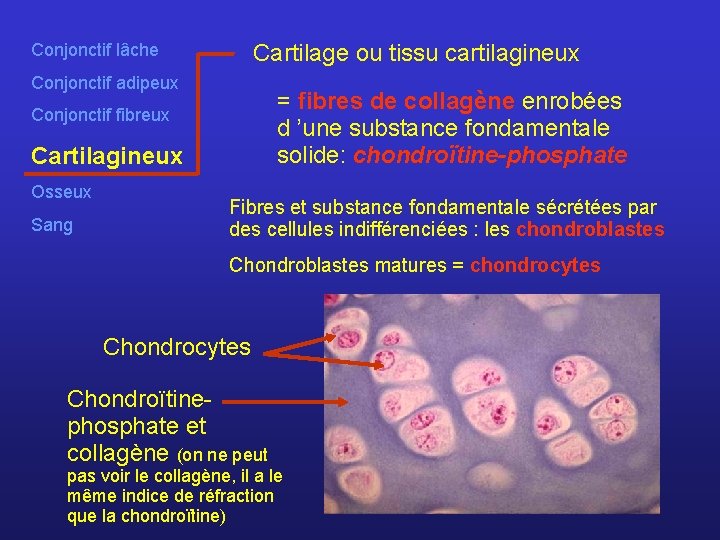 Cartilage ou tissu cartilagineux Conjonctif lâche Conjonctif adipeux = fibres de collagène enrobées d