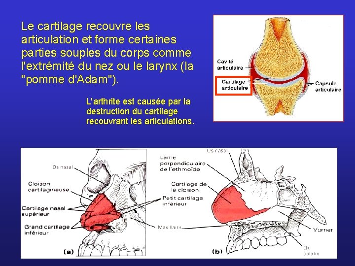 Le cartilage recouvre les articulation et forme certaines parties souples du corps comme l'extrémité