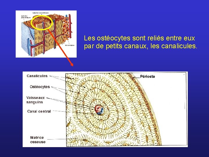 Les ostéocytes sont reliés entre eux par de petits canaux, les canalicules. 
