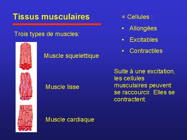 Tissus musculaires Trois types de muscles: Muscle squelettique Muscle lisse Muscle cardiaque = Cellules