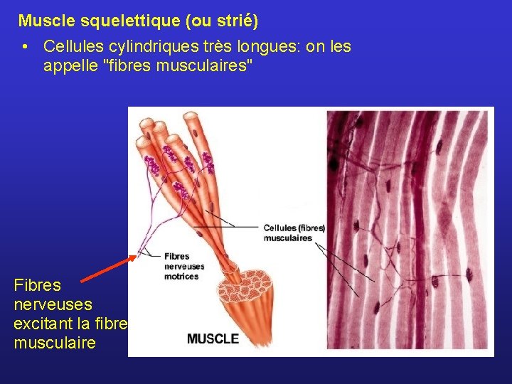 Muscle squelettique (ou strié) • Cellules cylindriques très longues: on les appelle "fibres musculaires"