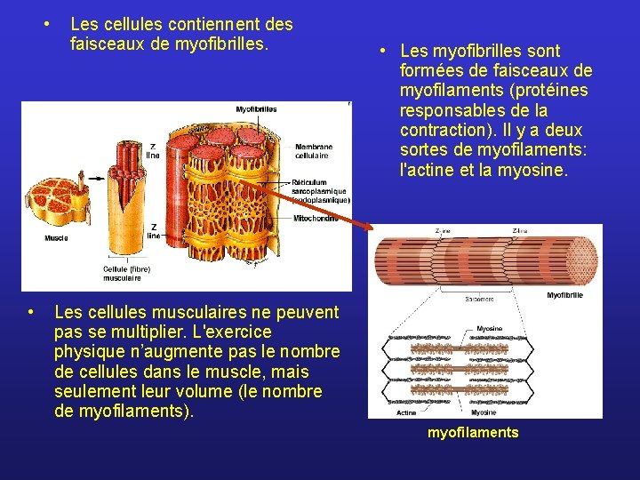  • • Les cellules contiennent des faisceaux de myofibrilles. • Les myofibrilles sont