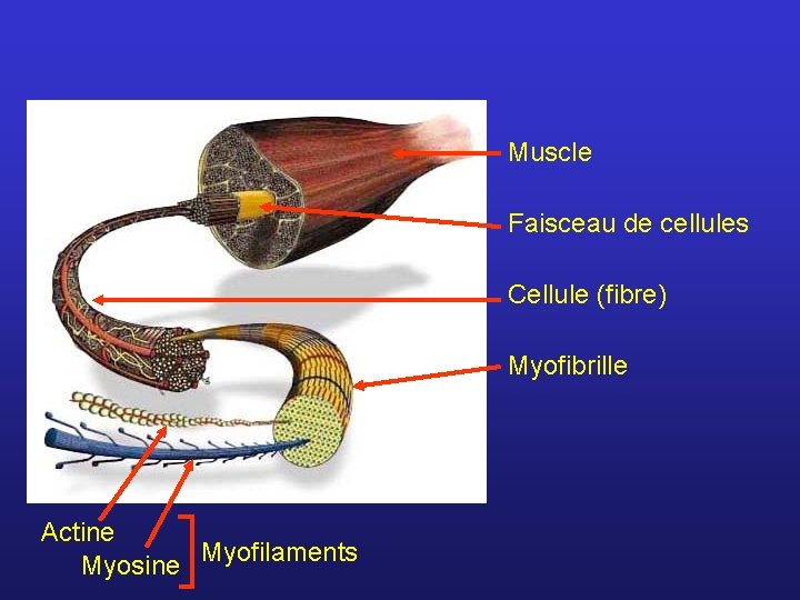 Muscle Faisceau de cellules Cellule (fibre) Myofibrille Actine Myosine Myofilaments 