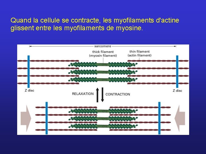 Quand la cellule se contracte, les myofilaments d'actine glissent entre les myofilaments de myosine.