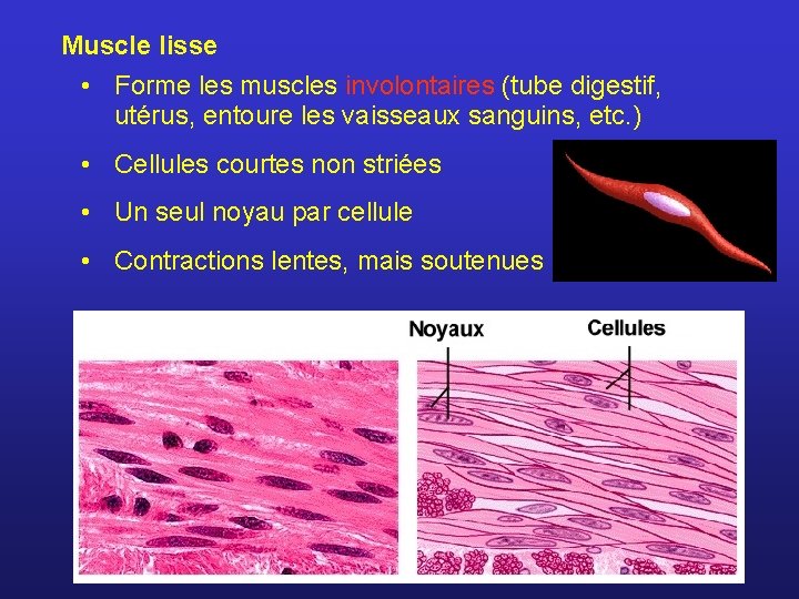 Muscle lisse • Forme les muscles involontaires (tube digestif, utérus, entoure les vaisseaux sanguins,