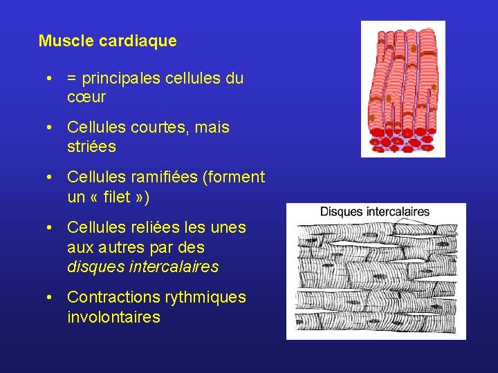 Muscle cardiaque • = principales cellules du cœur • Cellules courtes, mais striées •