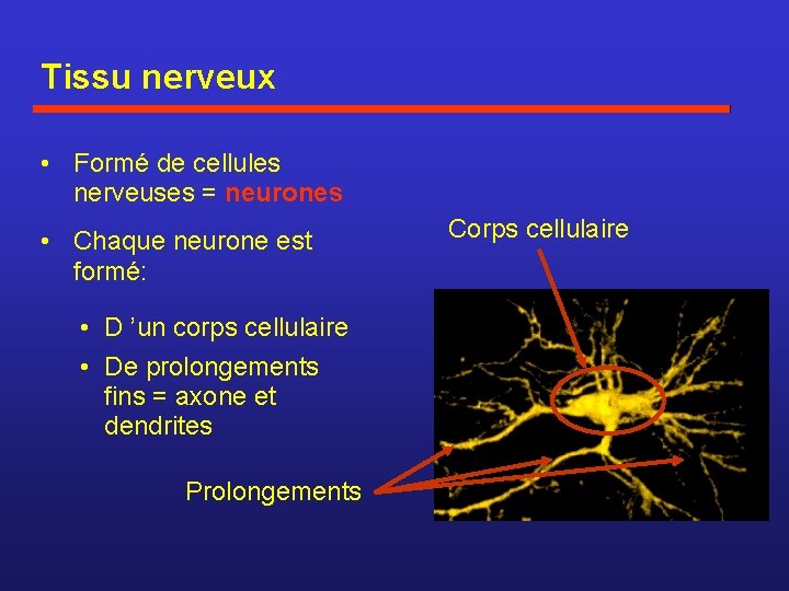 Tissu nerveux • Formé de cellules nerveuses = neurones • Chaque neurone est formé: