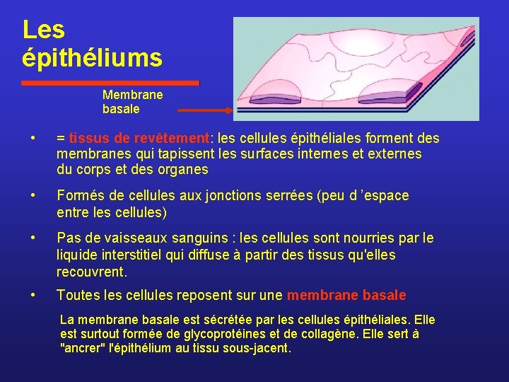 Les épithéliums Membrane basale • = tissus de revêtement: les cellules épithéliales forment des