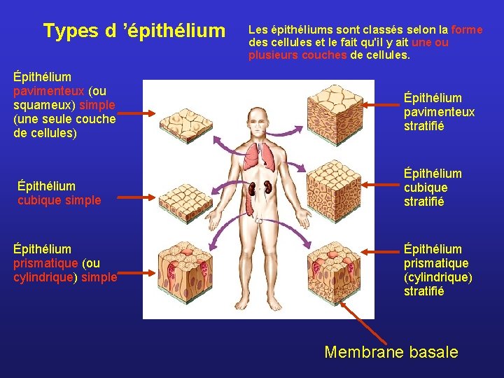 Types d ’épithélium Épithélium pavimenteux (ou squameux) simple (une seule couche de cellules) Épithélium