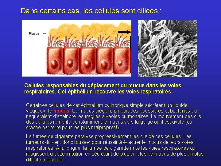 Dans certains cas, les cellules sont ciliées : Cellules responsables du déplacement du mucus