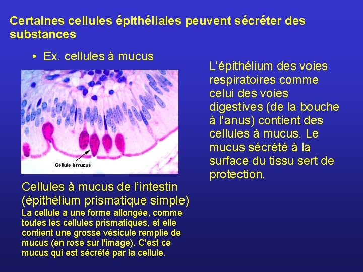 Certaines cellules épithéliales peuvent sécréter des substances • Ex. cellules à mucus Cellules à