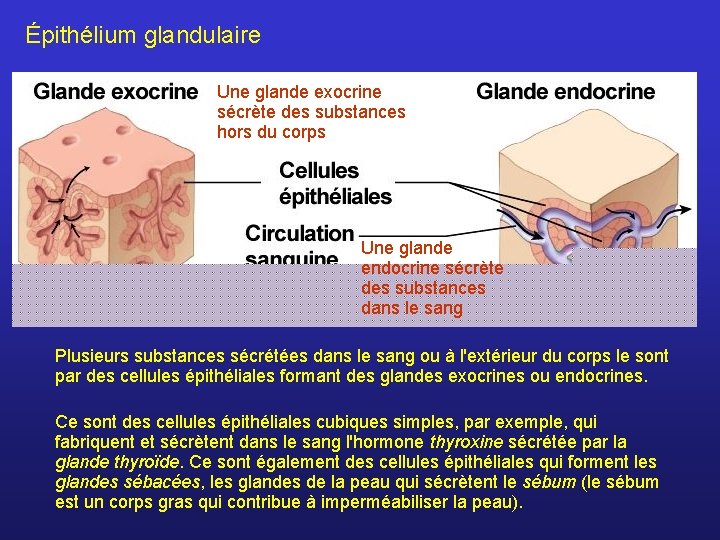 Épithélium glandulaire Une glande exocrine sécrète des substances hors du corps Une glande endocrine