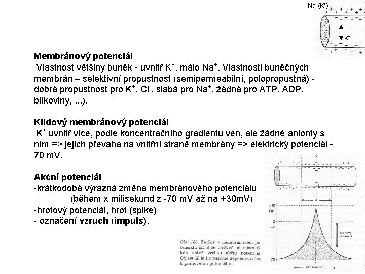 Na+(K+) ▲K+ ▼K+ Membránový potenciál Vlastnost většiny buněk - uvnitř K+, málo Na+. Vlastnosti