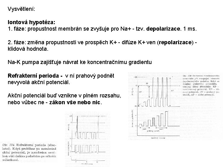 Vysvětlení: Iontová hypotéza: 1. fáze: propustnost membrán se zvyšuje pro Na+ - tzv. depolarizace.