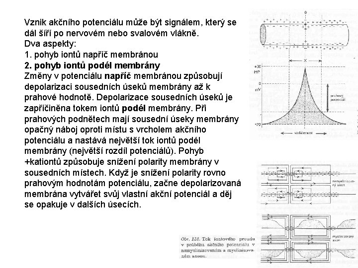 Vznik akčního potenciálu může být signálem, který se dál šíří po nervovém nebo svalovém